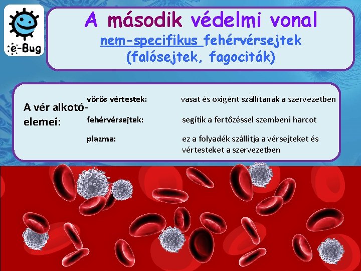 A második védelmi vonal nem-specifikus fehérvérsejtek (falósejtek, fagociták) vörös vértestek: A vér alkotófehérvérsejtek: elemei: