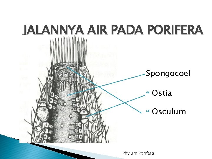 JALANNYA AIR PADA PORIFERA Spongocoel Ostia Osculum Phylum Porifera 1 0 