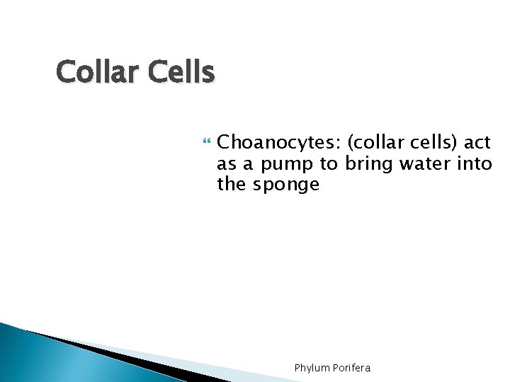 Collar Cells Choanocytes: (collar cells) act as a pump to bring water into the