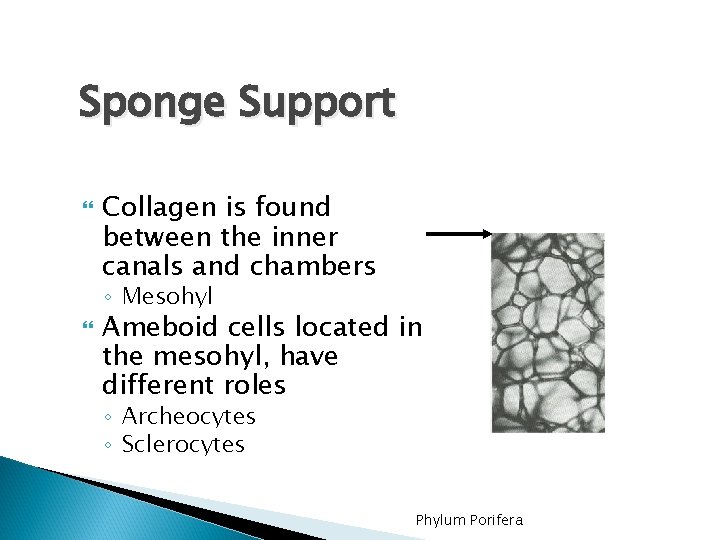 Sponge Support Collagen is found between the inner canals and chambers ◦ Mesohyl Ameboid