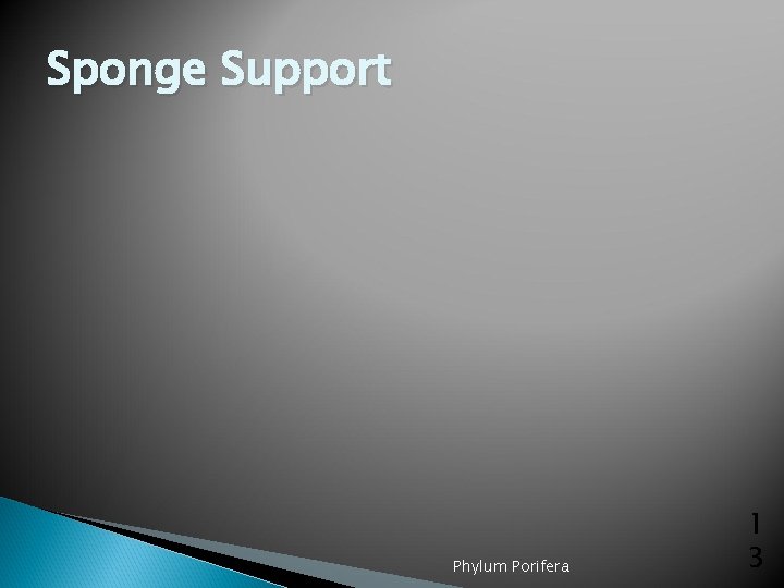 Sponge Support Phylum Porifera 1 3 