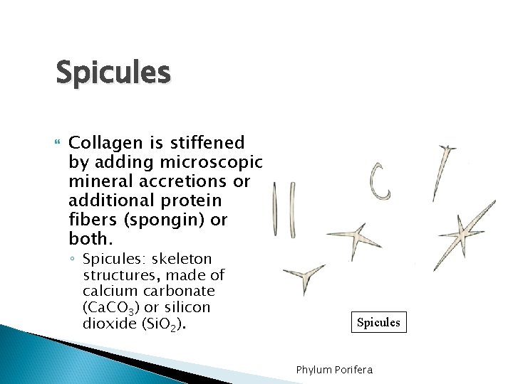 Spicules Collagen is stiffened by adding microscopic mineral accretions or additional protein fibers (spongin)