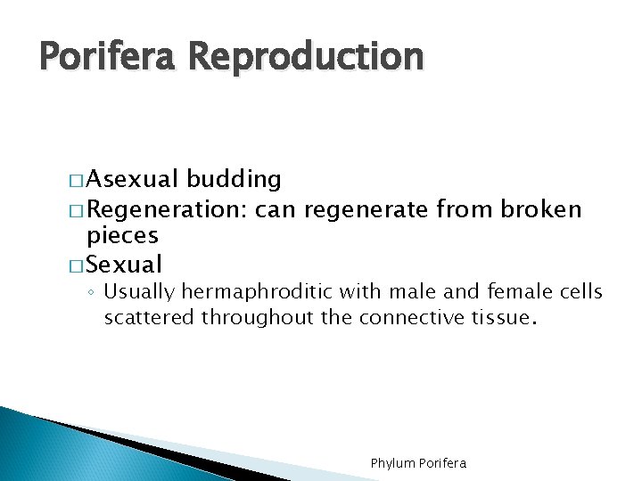 Porifera Reproduction � Asexual budding � Regeneration: can regenerate from broken pieces � Sexual