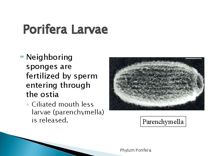 Porifera Larvae Neighboring sponges are fertilized by sperm entering through the ostia ◦ Ciliated