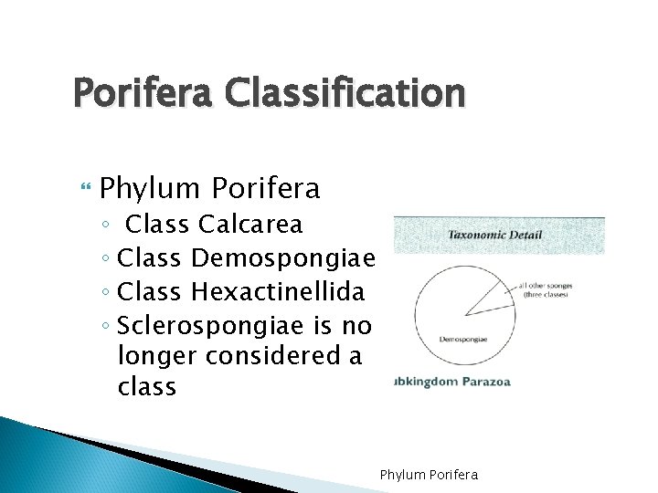 Porifera Classification Phylum Porifera ◦ Class Calcarea ◦ Class Demospongiae ◦ Class Hexactinellida ◦