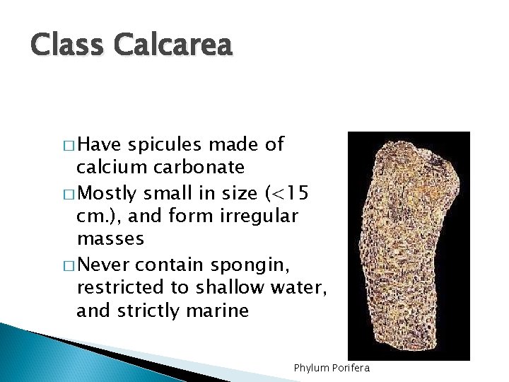 Class Calcarea � Have spicules made of calcium carbonate � Mostly small in size