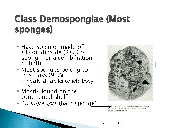 Class Demospongiae (Most sponges) Have spicules made of silicon dioxide (Si. O 2) or