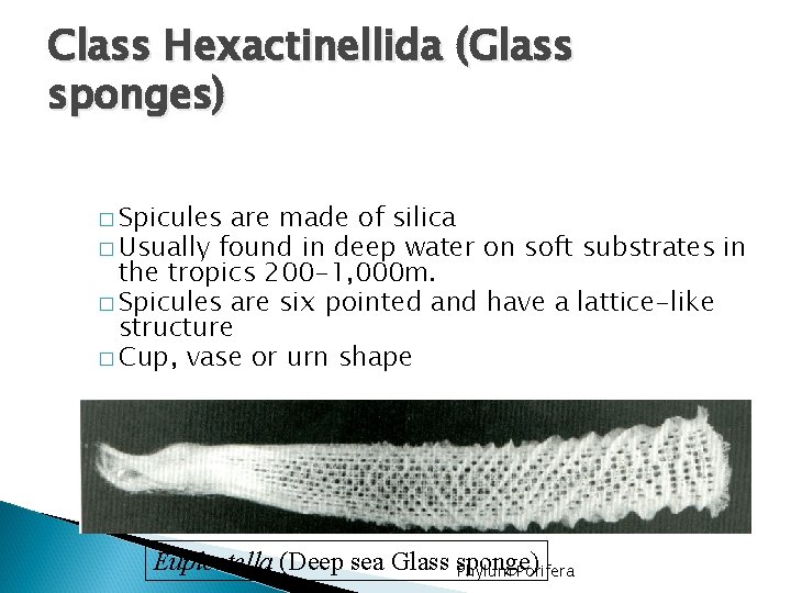 Class Hexactinellida (Glass sponges) � Spicules are made of silica � Usually found in