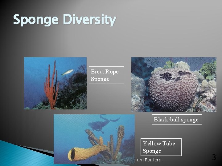Sponge Diversity Erect Rope Sponge Black-ball sponge Yellow Tube Sponge Phylum Porifera 3 