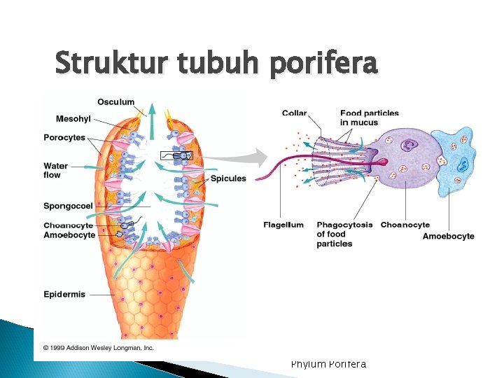 Struktur tubuh porifera Phylum Porifera 4 