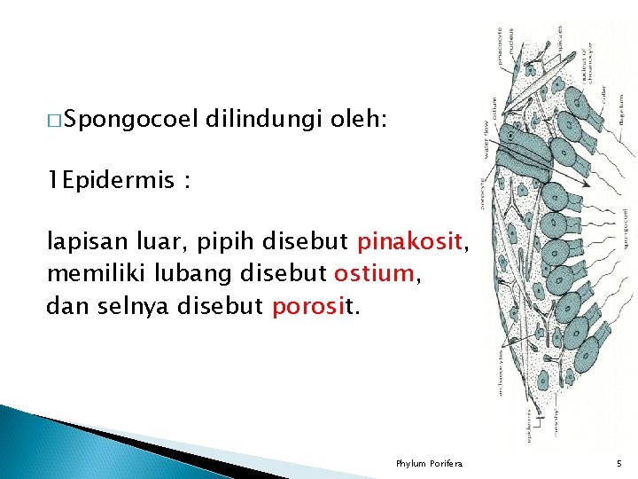 � Spongocoel dilindungi oleh: 1 Epidermis : lapisan luar, pipih disebut pinakosit, memiliki lubang