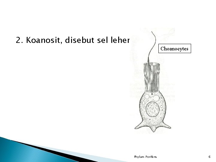 2. Koanosit, disebut sel leher Choanocytes Phylum Porifera 6 