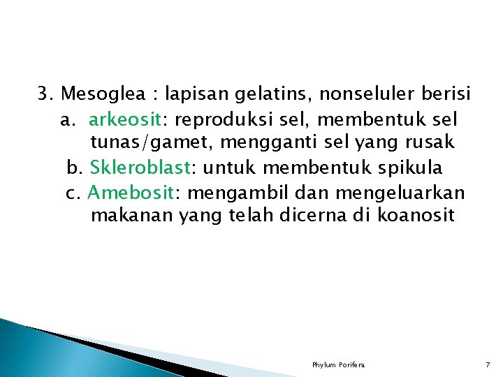 3. Mesoglea : lapisan gelatins, nonseluler berisi a. arkeosit: reproduksi sel, membentuk sel tunas/gamet,