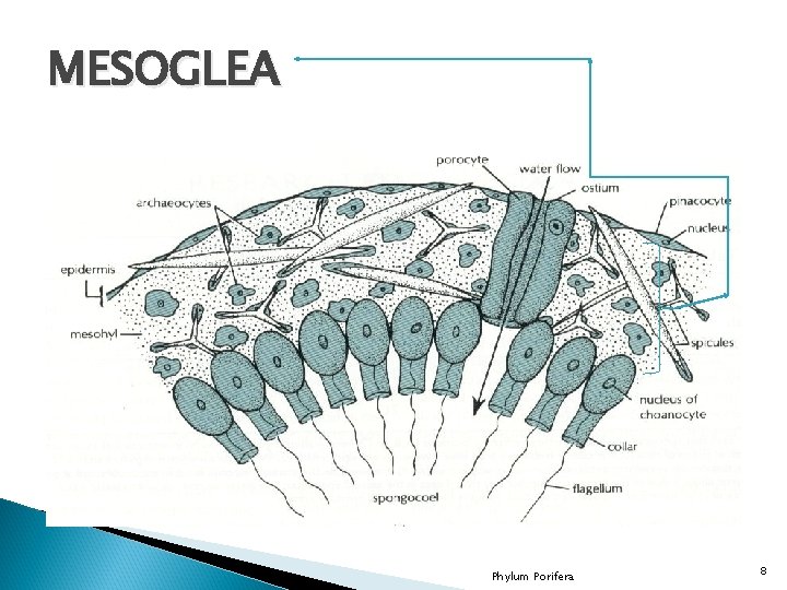 MESOGLEA Phylum Porifera 8 