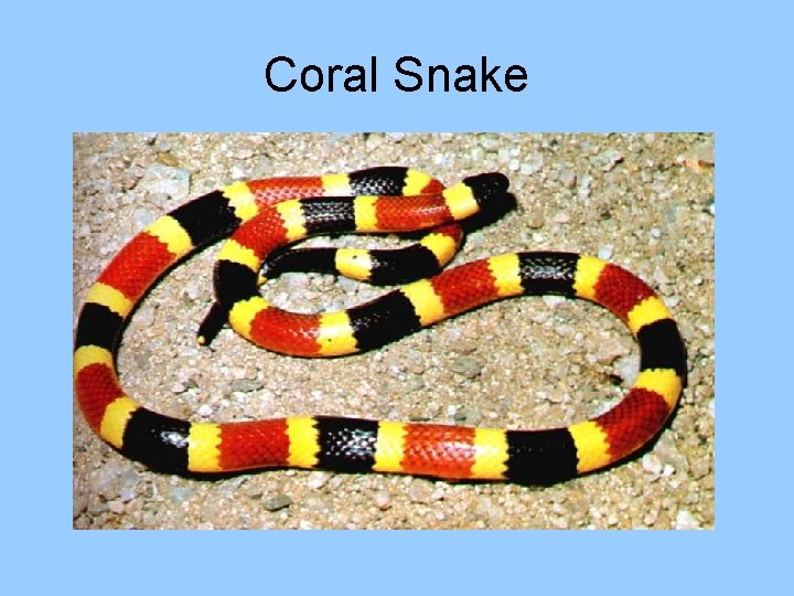 Coral Snake 