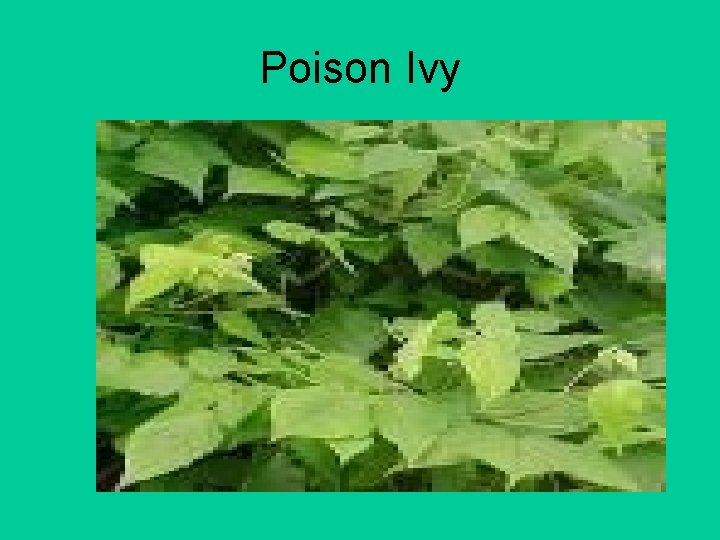 Poison Ivy 