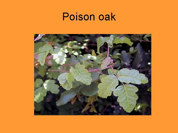 Poison oak 