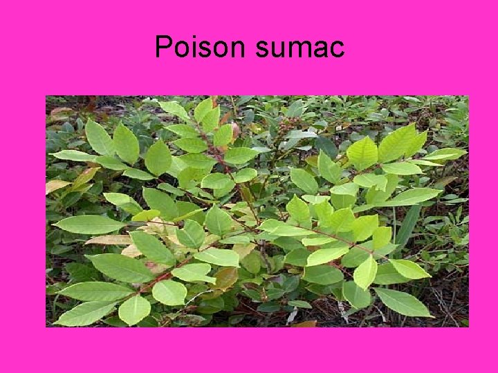 Poison sumac 
