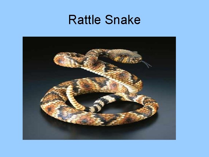 Rattle Snake 