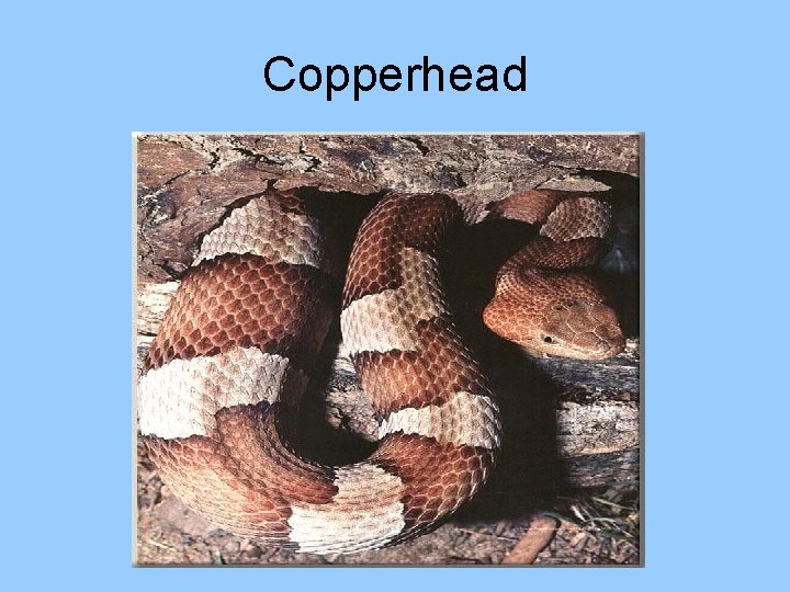 Copperhead 