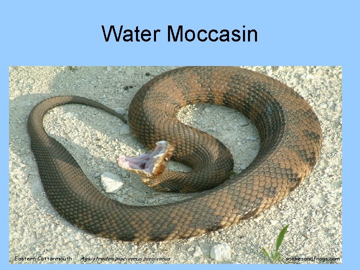 Water Moccasin 