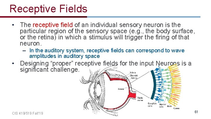 Receptive Fields • The receptive field of an individual sensory neuron is the particular Receptive Fields • The receptive field of an individual sensory neuron is the particular