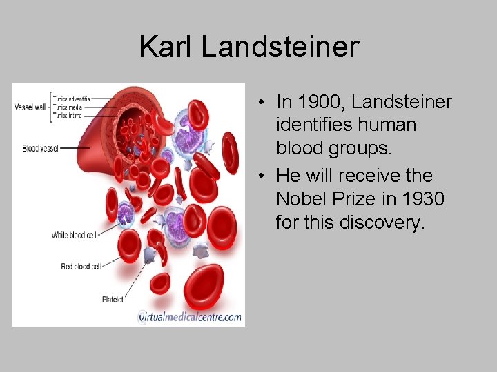 Karl Landsteiner • In 1900, Landsteiner identifies human blood groups. • He will receive