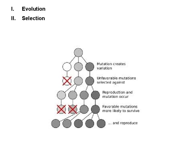 I. Evolution II. Selection 