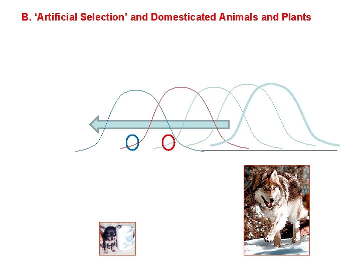 B. ‘Artificial Selection’ and Domesticated Animals and Plants 