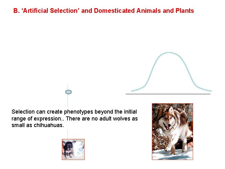 B. ‘Artificial Selection’ and Domesticated Animals and Plants Selection can create phenotypes beyond the