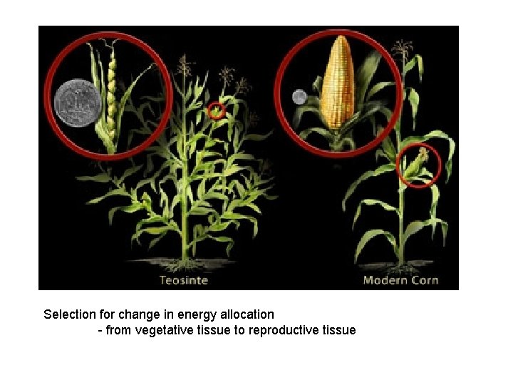Selection for change in energy allocation - from vegetative tissue to reproductive tissue 