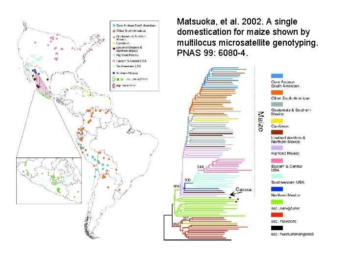 Matsuoka, et al. 2002. A single domestication for maize shown by multilocus microsatellite genotyping.