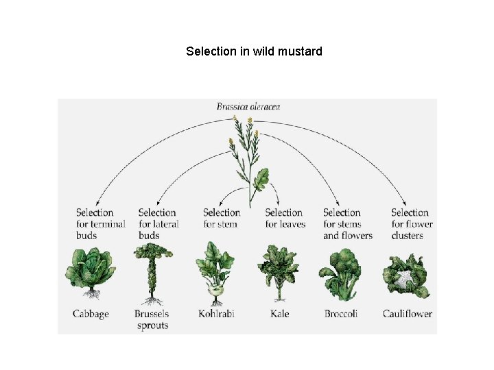 Selection in wild mustard 