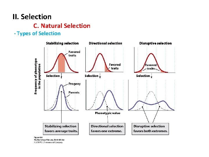 II. Selection C. Natural Selection - Types of Selection 