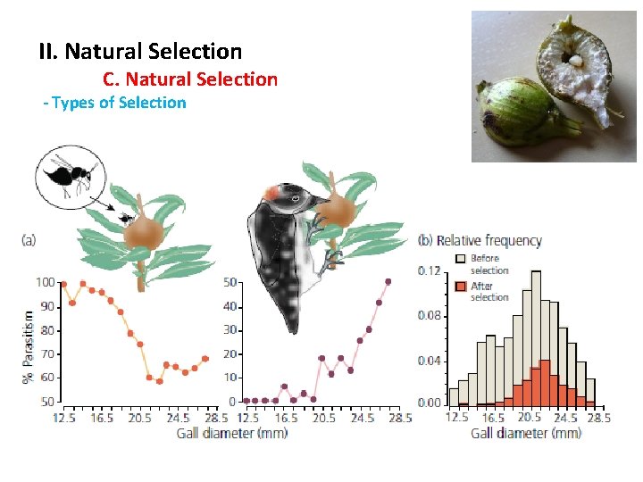 II. Natural Selection C. Natural Selection - Types of Selection 