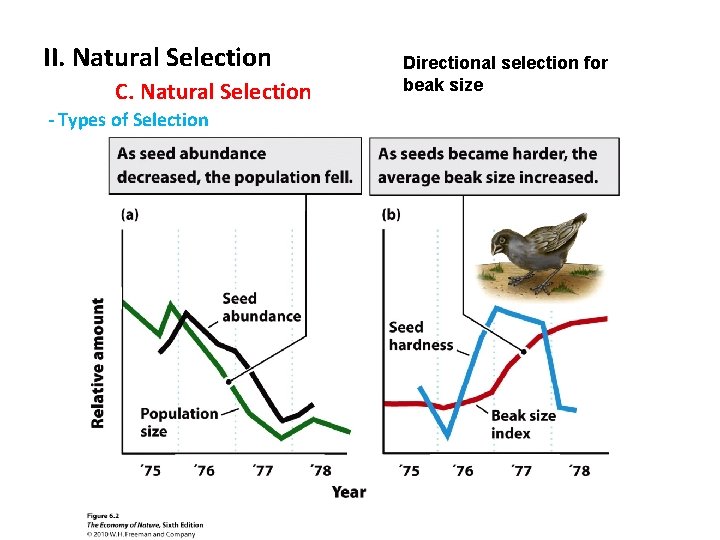 II. Natural Selection C. Natural Selection - Types of Selection Directional selection for beak