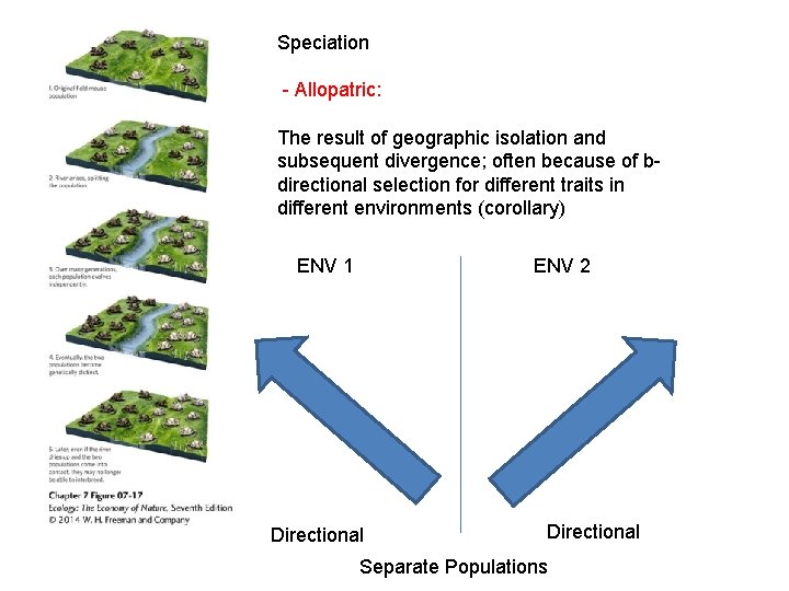 Speciation - Allopatric: The result of geographic isolation and subsequent divergence; often because of