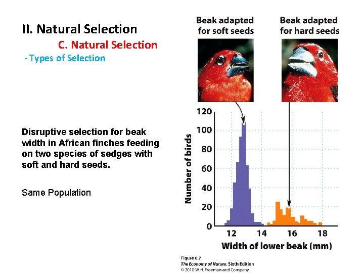 II. Natural Selection C. Natural Selection - Types of Selection Disruptive selection for beak