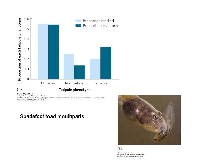 Spadefoot toad mouthparts 