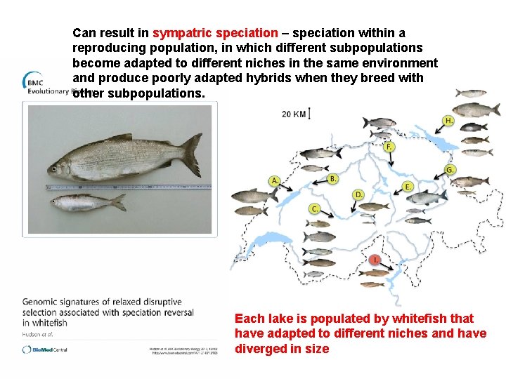 Can result in sympatric speciation – speciation within a reproducing population, in which different