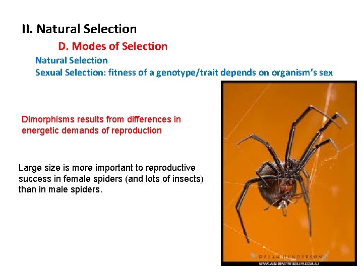 II. Natural Selection D. Modes of Selection Natural Selection Sexual Selection: fitness of a