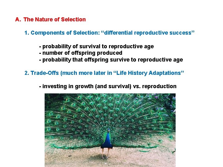 A. The Nature of Selection 1. Components of Selection: “differential reproductive success” - probability