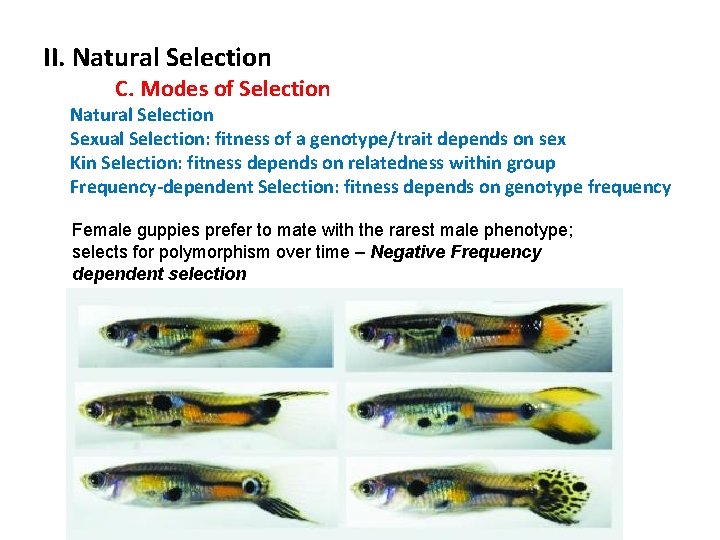 II. Natural Selection C. Modes of Selection Natural Selection Sexual Selection: fitness of a