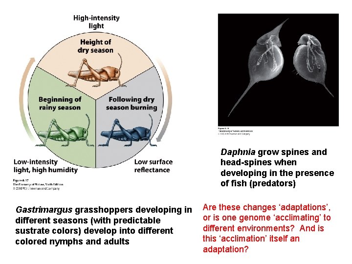 Daphnia grow spines and head-spines when developing in the presence of fish (predators) Gastrimargus