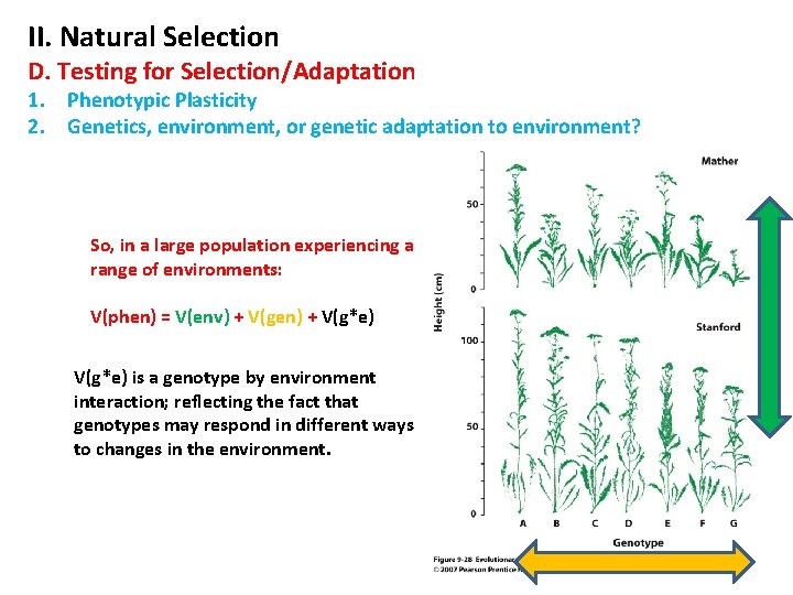 II. Natural Selection D. Testing for Selection/Adaptation 1. Phenotypic Plasticity 2. Genetics, environment, or