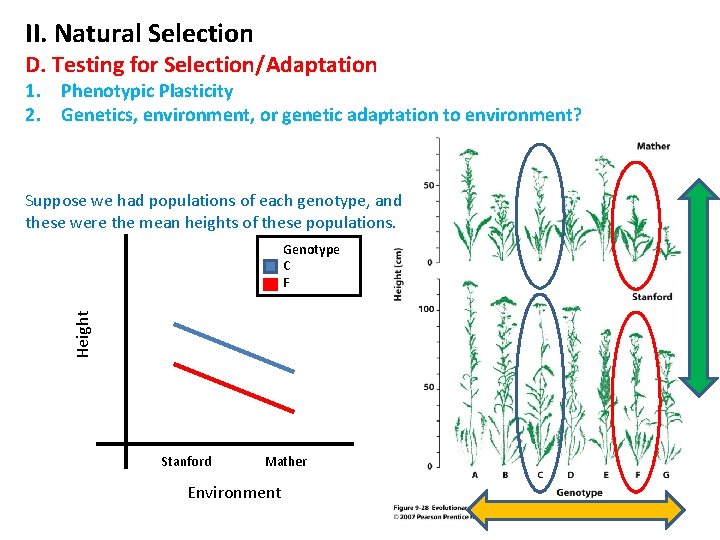 II. Natural Selection D. Testing for Selection/Adaptation 1. Phenotypic Plasticity 2. Genetics, environment, or
