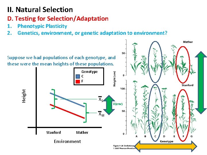 II. Natural Selection D. Testing for Selection/Adaptation 1. Phenotypic Plasticity 2. Genetics, environment, or