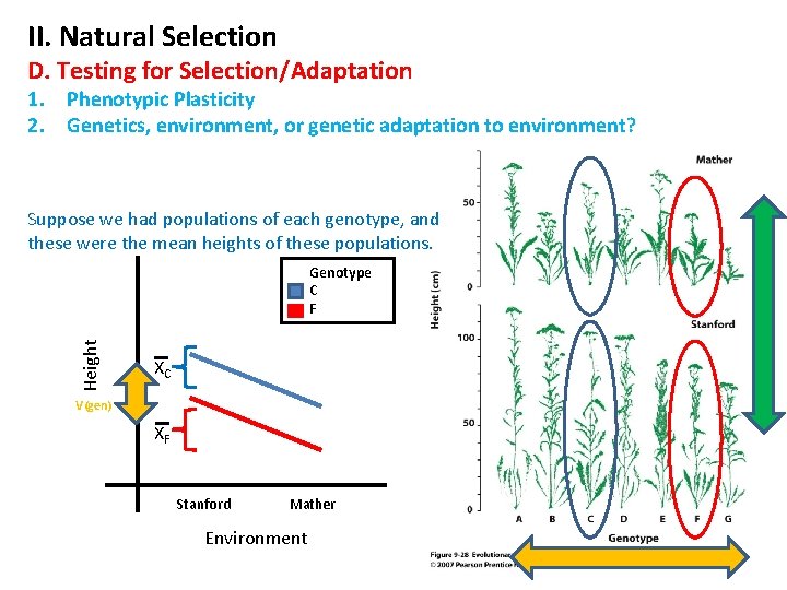 II. Natural Selection D. Testing for Selection/Adaptation 1. Phenotypic Plasticity 2. Genetics, environment, or
