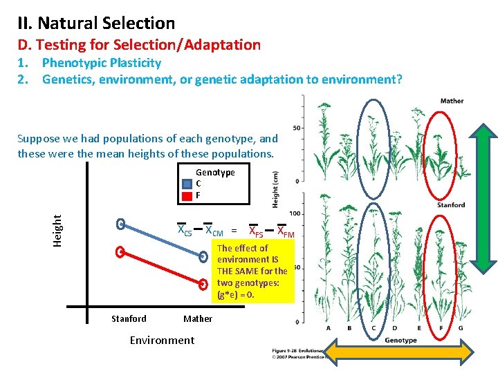 II. Natural Selection D. Testing for Selection/Adaptation 1. Phenotypic Plasticity 2. Genetics, environment, or