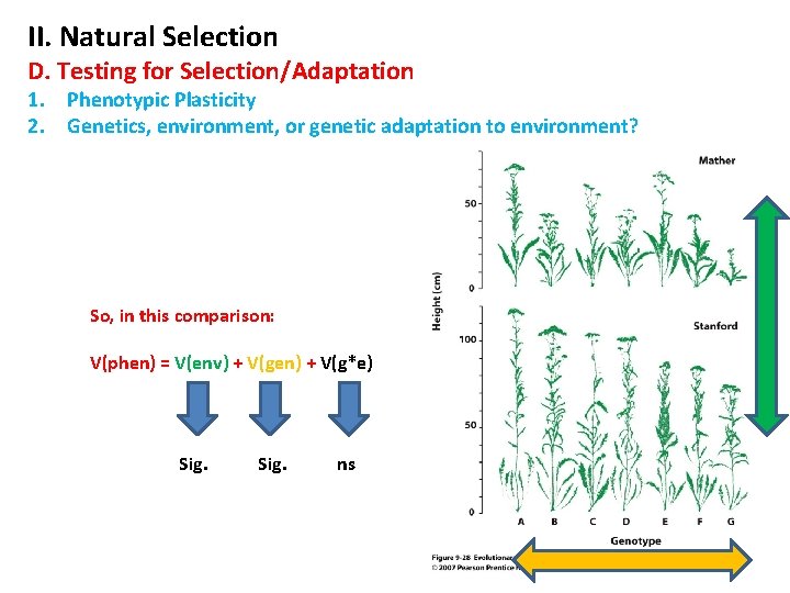 II. Natural Selection D. Testing for Selection/Adaptation 1. Phenotypic Plasticity 2. Genetics, environment, or